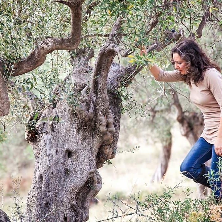 Open Farm Days 2021 | Golden Tree Bio Organic Olive Oil, Χαλκιδική, 26/9