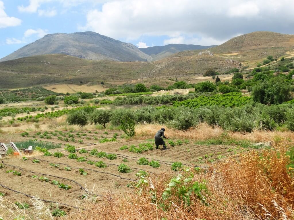 Open Farm Days 2021 |  Μελίτακες – Αγρόκτημα Κουτσουνάρι – Ηράκλειο Κρήτης- 26/9