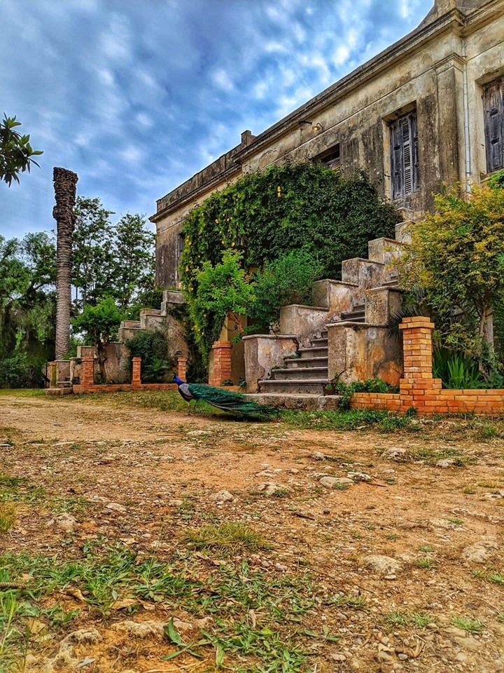 Open Farm Days 2021 | Κτήμα Μερκούρη Α.Ε – 25/9